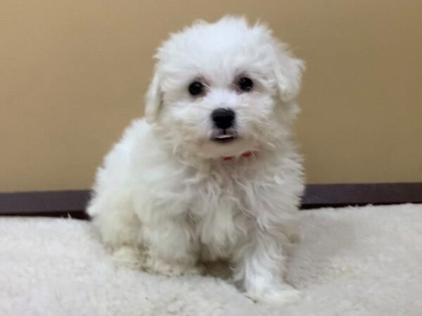 Bichon Poo DOG Male White 11582 Petland Batavia, Illinois