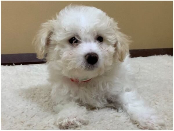 Bichon Poo DOG Male White 19760 Petland Batavia, Illinois