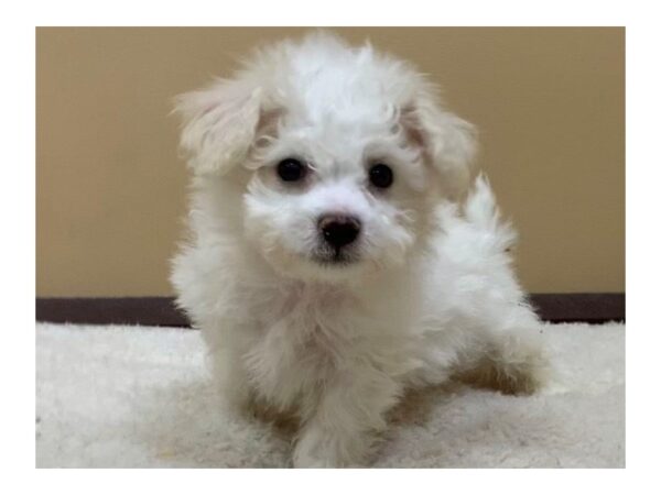 Bichon Poo DOG Male White 19488 Petland Batavia, Illinois
