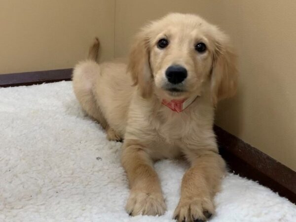 Golden Retriever DOG Female Golden 19470 Petland Batavia, Illinois