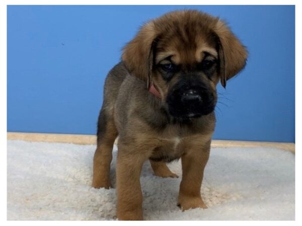 Newfie/Boxer-DOG-Male-Fawn/Sandy-19784-Petland Batavia, Illinois