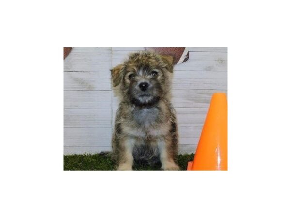 Cairn Terrier DOG Female Wheaten 19780 Petland Batavia, Illinois