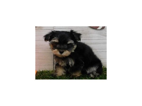 Morkie DOG Male Black / Tan 19777 Petland Batavia, Illinois