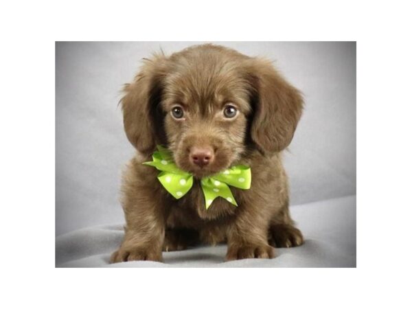 Mini Labradoodle 2nd Gen-DOG-Male-Chocolate-11595-Petland Batavia, Illinois