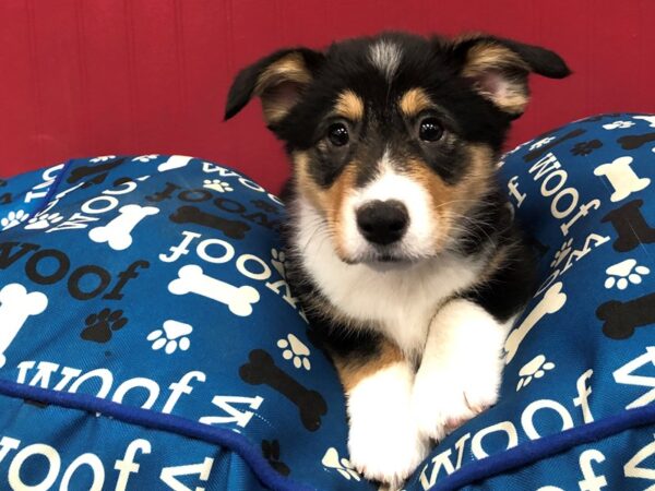 Pembroke Welsh Corgi DOG Male Black & Tan, White Markings 11585 Petland Batavia, Illinois