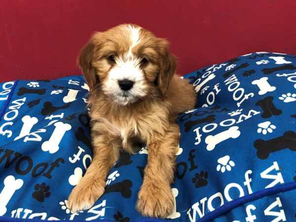 Goldendoodle Mini 2nd Gen DOG Male Red, White Markings 11594 Petland Batavia, Illinois