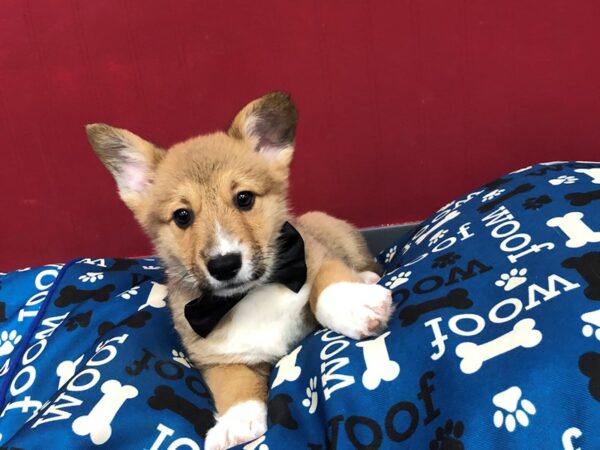 Pembroke Welsh Corgi-DOG-Male-Sable and White-11586-Petland Batavia, Illinois