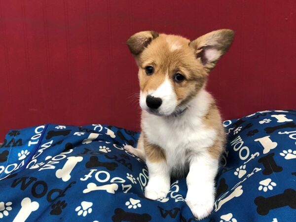 Pembroke Welsh Corgi DOG Female Sable and White 11587 Petland Batavia, Illinois