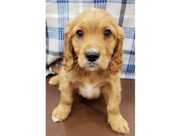 Goldendoodle Mini 2nd Gen DOG Male Red 19772 Petland Batavia, Illinois