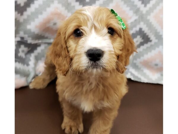 Goldendoodle Mini 2nd Gen DOG Female Red, White Markings 19774 Petland Batavia, Illinois