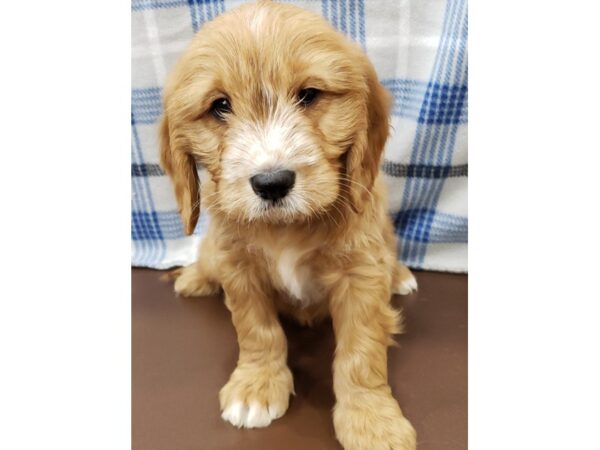 Goldendoodle Mini 2nd Gen DOG Male Red, White Markings 19771 Petland Batavia, Illinois