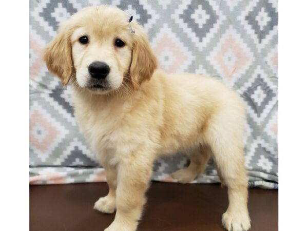 Golden Retriever DOG Female Golden 19769 Petland Batavia, Illinois