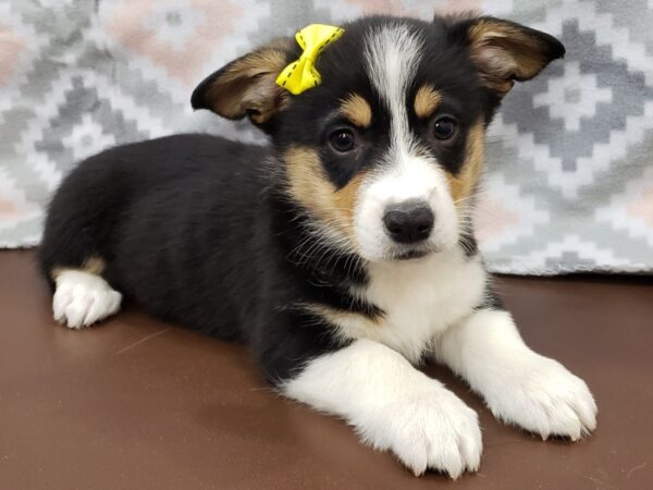 Pembroke Welsh Corgi DOG Female Black & Tan, White Markings 19764 Petland Batavia, Illinois