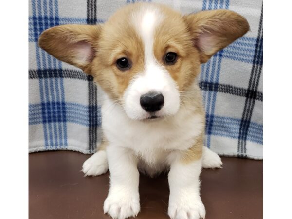 Pembroke Welsh Corgi DOG Male Sable and White 19763 Petland Batavia, Illinois