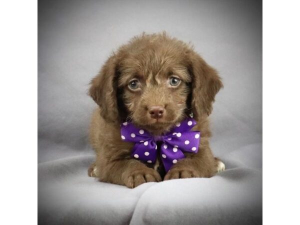 Mini Labradoodle 2nd Gen-DOG-Male-Chocolate-11596-Petland Batavia, Illinois