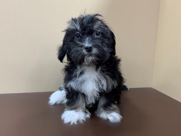 Havanese DOG Male Black & White 19478 Petland Batavia, Illinois