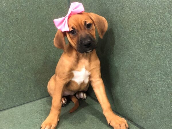 Golden/Boxer DOG Female Fawn, Black Mask 19504 Petland Batavia, Illinois