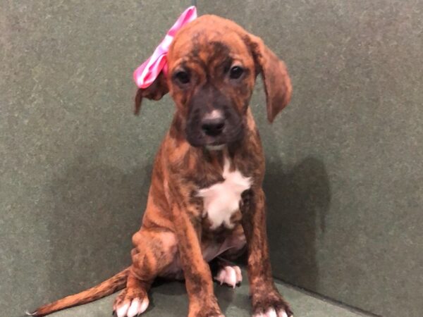 Golden/Boxer DOG Female Brindle, Black Mask 19505 Petland Batavia, Illinois