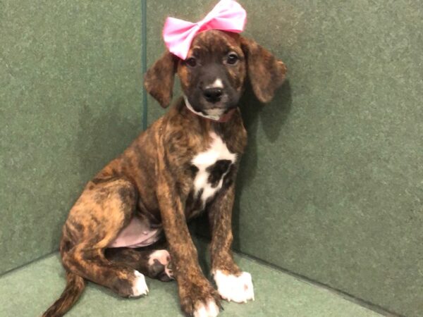 Golden/Boxer DOG Female Brindle, Black Mask 19791 Petland Batavia, Illinois