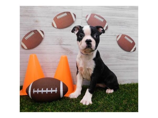 Boston Terrier-DOG-Female-Black Brindle / White-19785-Petland Batavia, Illinois