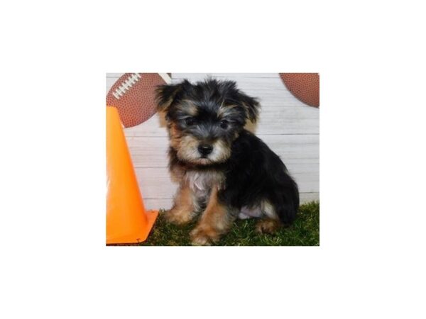 Yorkshire Terrier DOG Male Black / Tan 19786 Petland Batavia, Illinois