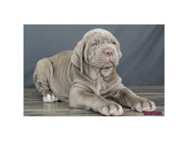 Neapolitan Mastiff DOG Male Tawny 11617 Petland Batavia, Illinois