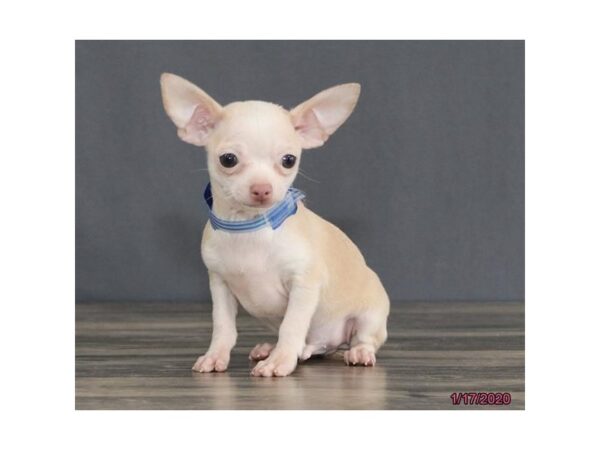 Chihuahua DOG Male Cream 11613 Petland Batavia, Illinois