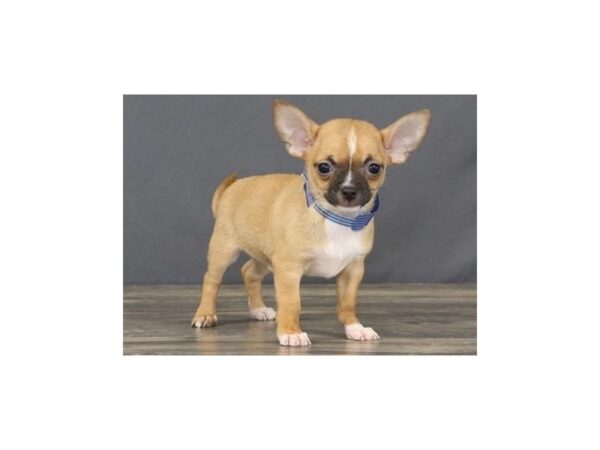 Chihuahua DOG Male Fawn / White 11612 Petland Batavia, Illinois