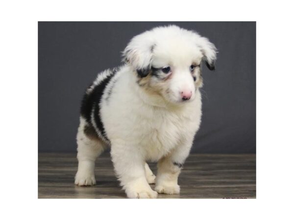 Miniature Australian Shepherd-DOG-Female-Blue Merle-11618-Petland Batavia, Illinois