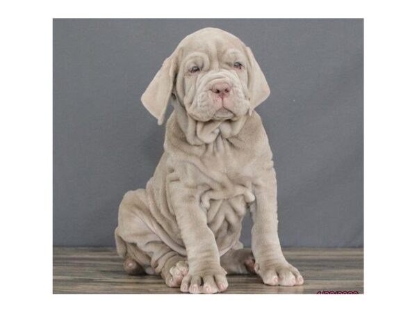 Neapolitan Mastiff DOG Female Tawny 11616 Petland Batavia, Illinois