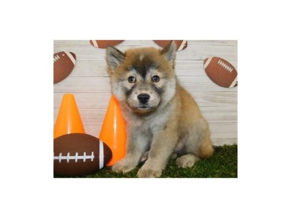 Chowsky-DOG-Female-Red Sable-19503-Petland Batavia, Illinois