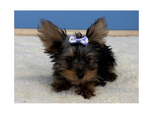 Yorkshire Terrier DOG Female Blue & Gold 11620 Petland Batavia, Illinois