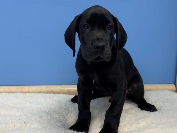 Great Dane DOG Female Black 19795 Petland Batavia, Illinois