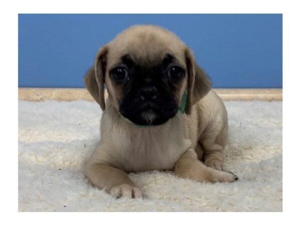 Puggle-DOG-Female-Fawn, Black Mask-19517-Petland Batavia, Illinois