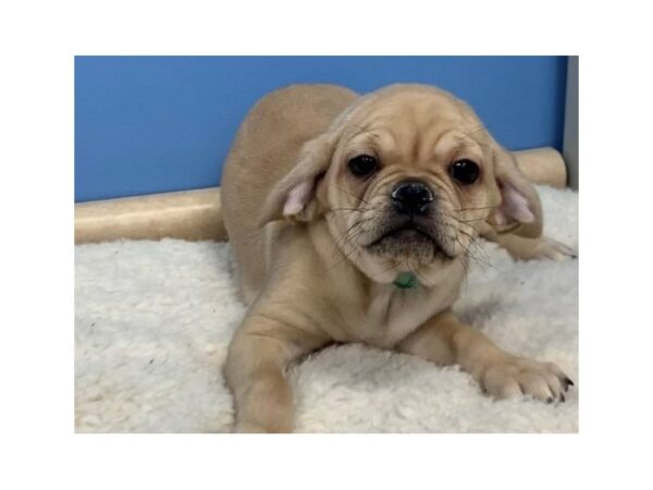 Puggle DOG Female Fawn 19516 Petland Batavia, Illinois