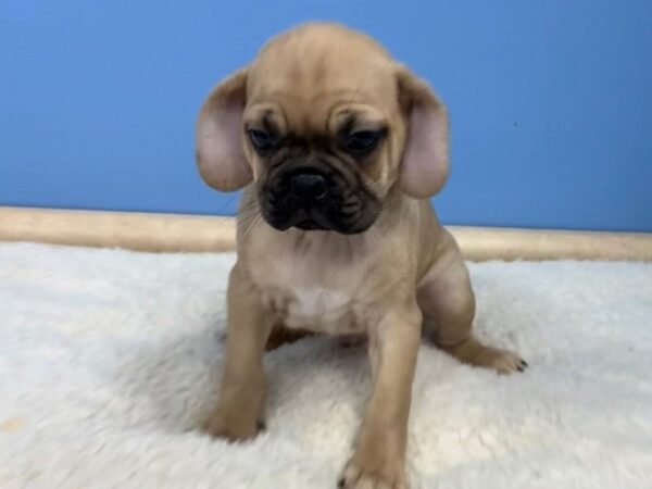 Puggle DOG Male Fawn, Black Mask 11622 Petland Batavia, Illinois