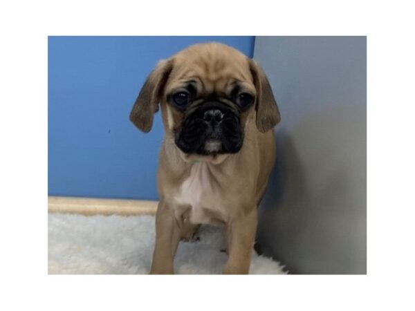 Puggle DOG Male Fawn, Black Mask 19797 Petland Batavia, Illinois