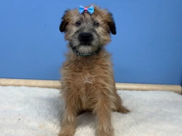 Soft Coated Wheaten Terrier DOG Female Wheaten, Black Mask 11623 Petland Batavia, Illinois