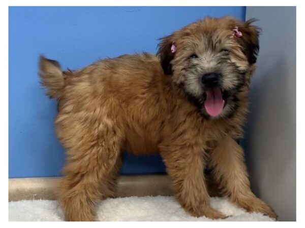 Soft Coated Wheaten Terrier DOG Female Wheaten, Black Mask 19798 Petland Batavia, Illinois