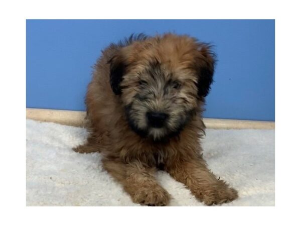 Soft Coated Wheaten Terrier DOG Male Wheaten, Black Mask 19799 Petland Batavia, Illinois