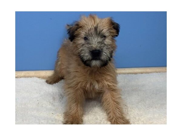 Soft Coated Wheaten Terrier DOG Male Wheaten, Black Mask 19508 Petland Batavia, Illinois