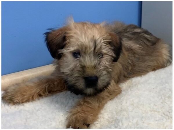 Soft Coated Wheaten Terrier-DOG-Male-Wheaten, Black Mask-11624-Petland Batavia, Illinois