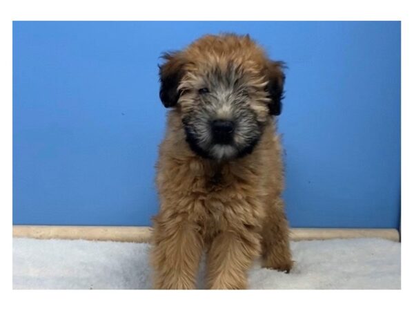 Soft Coated Wheaten Terrier DOG Male Wheaten, Black Mask 19506 Petland Batavia, Illinois