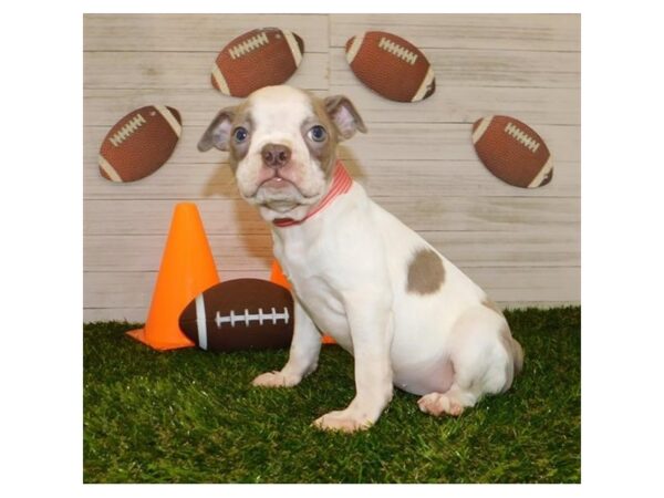 Boston Terrier-DOG-Female-Lilac-19526-Petland Batavia, Illinois