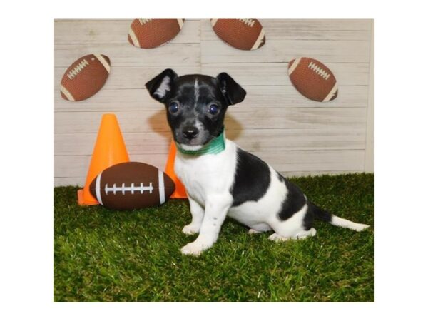 Rat Terrier DOG Male Black / White 11628 Petland Batavia, Illinois