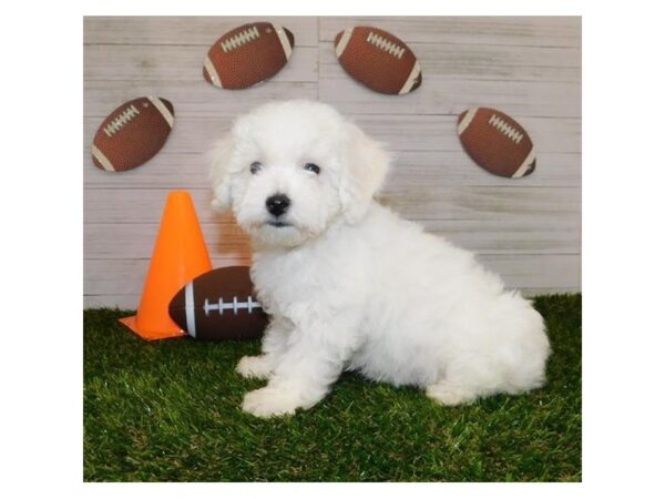 Bichon Frise DOG Male White 19804 Petland Batavia, Illinois