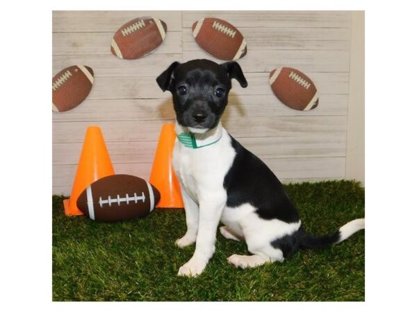 Rat Terrier DOG Female Black / White 19802 Petland Batavia, Illinois