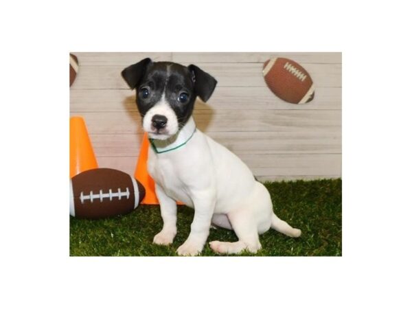 Rat Terrier-DOG-Female-White / Black-19529-Petland Batavia, Illinois