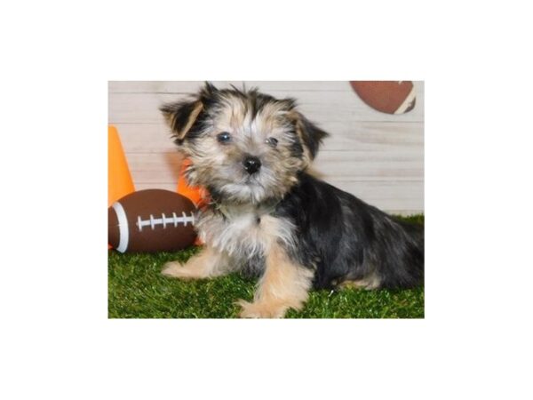 Morkie DOG Male Black / Tan 19532 Petland Batavia, Illinois