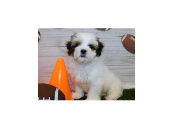 Teddy Bear-DOG-Male-Gold & White-19531-Petland Batavia, Illinois